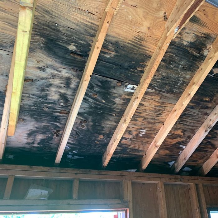 2_-_moldy_exposed_plywood_in_ceiling[1].jpg