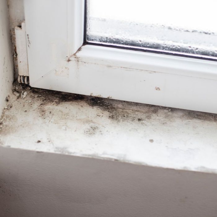 Mold by window