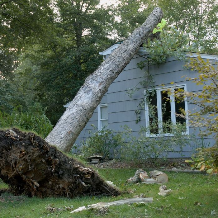 home with fallen tree on it