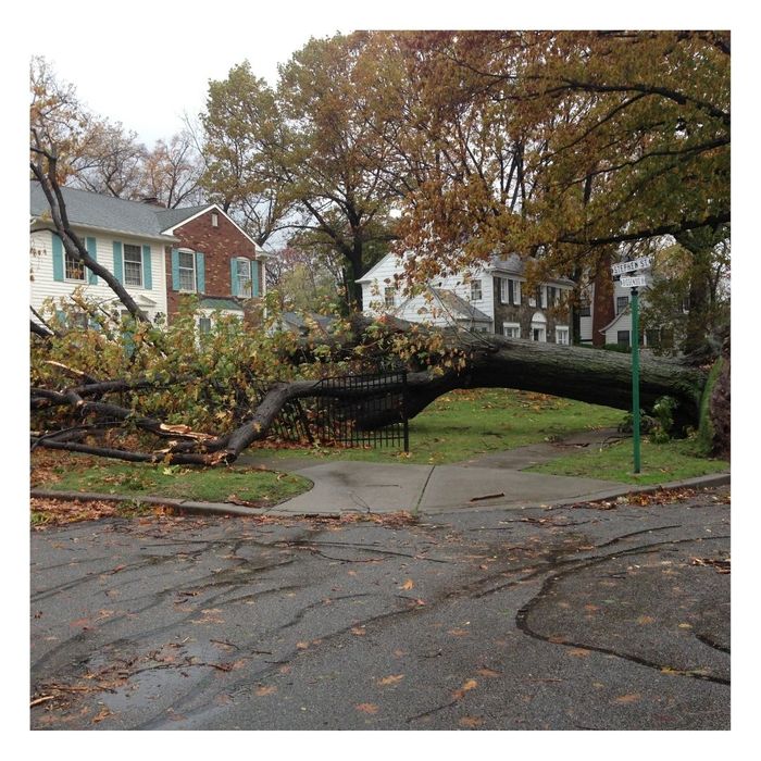 fallen tree outside house