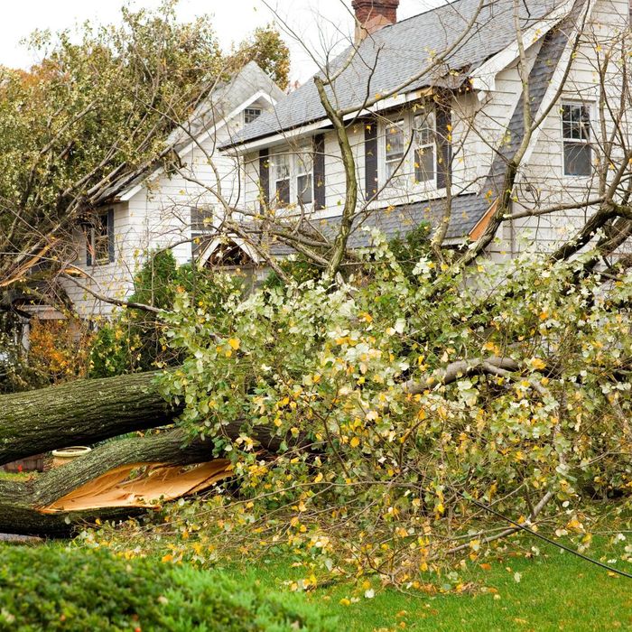 fallen tree in front of home after storm