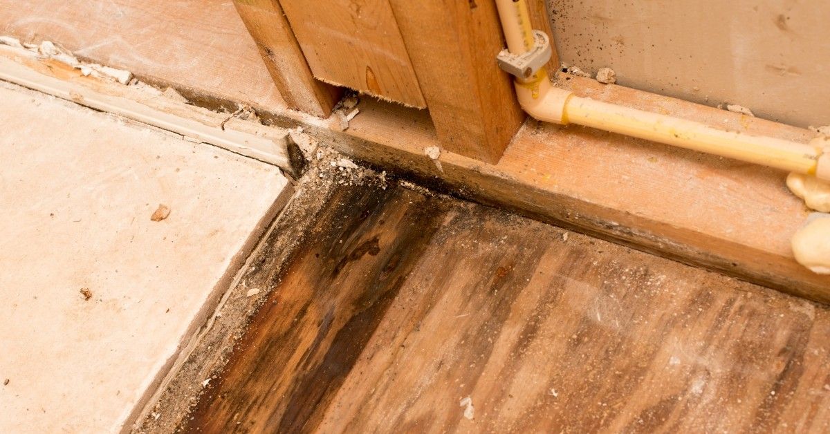 How to Get Rid of Mold pro klean
