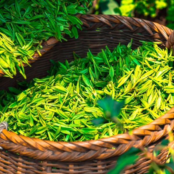 a basket of green tea leaves The Role of Antioxidants in Cellular Health (3).jpg