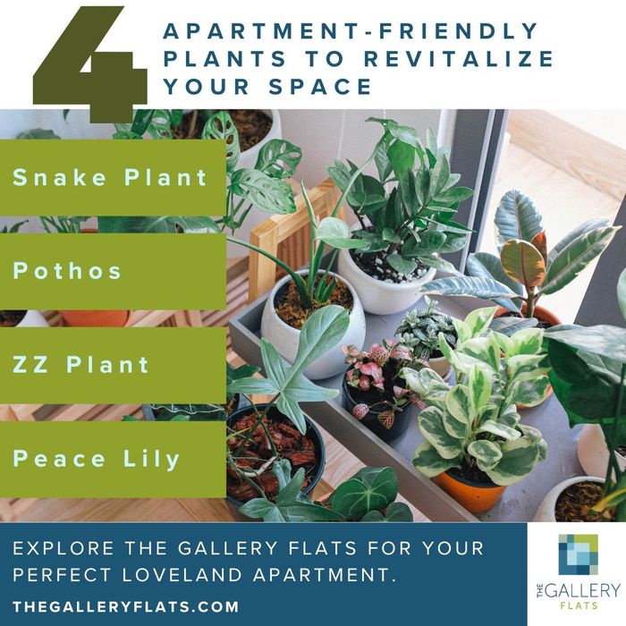 infographic that lists apartment plant ideas