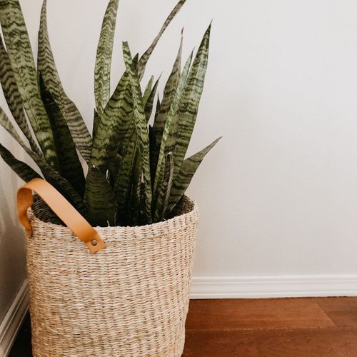 Snake Plant