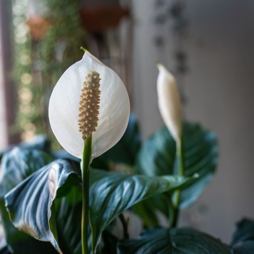 Peace Lily