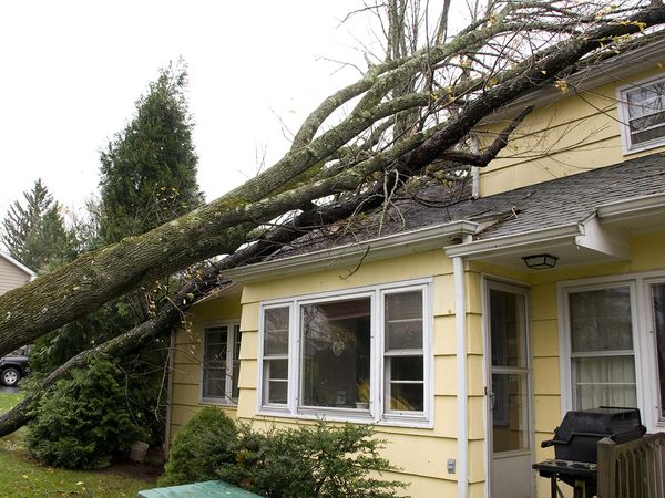 An image of a fallen tree on a house.