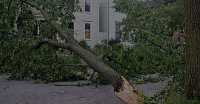 tree that has fallen on a tree