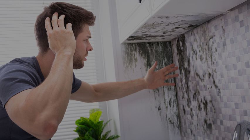 House mold. House mold.
