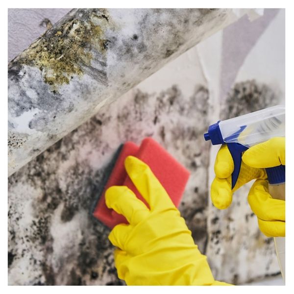 Mold being cleaned from a wall