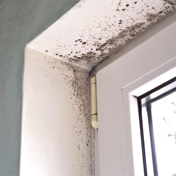 The Cost of Ignoring Mold.jpg