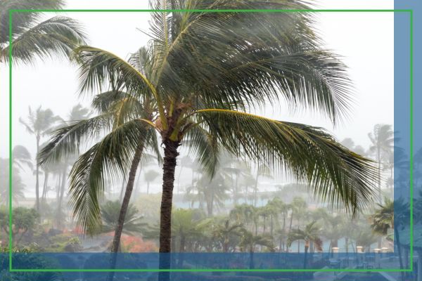 storm blowing palm trees around 