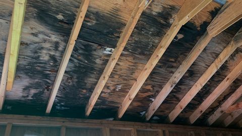 Mold on a roof