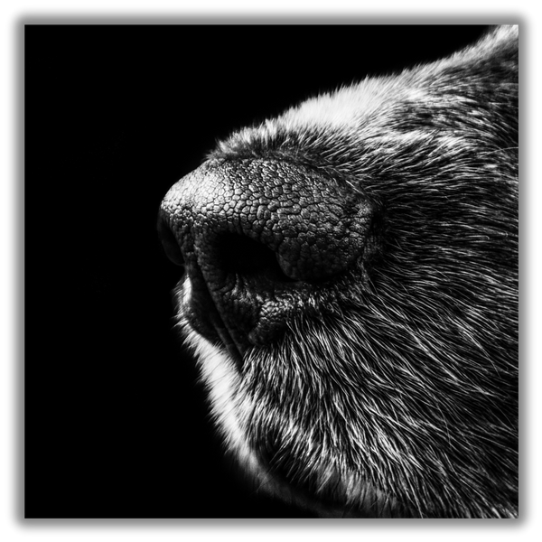 Dog Nose Dog Nose