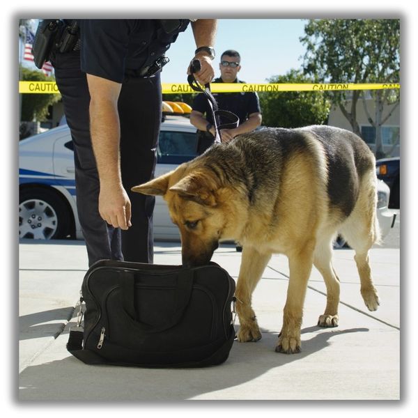 Officer grabs bag k9 dog is sniffing Officer grabs bag k9 dog is sniffing