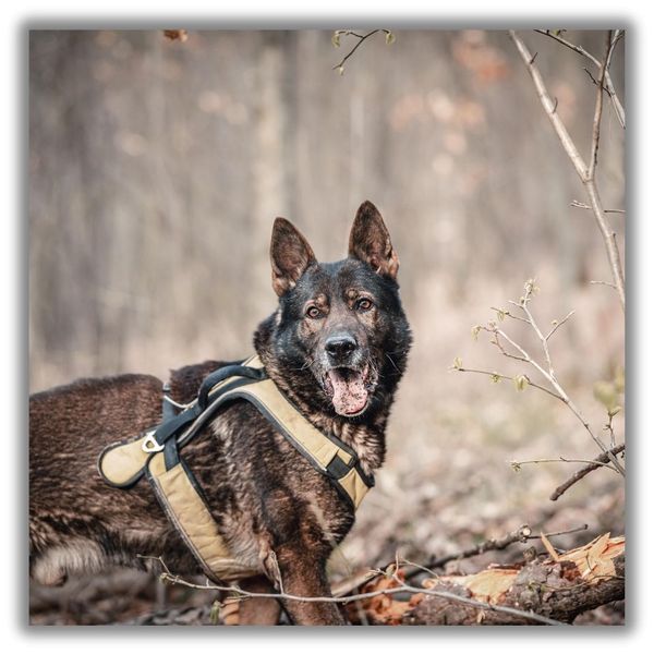 K9 police dog in woods
