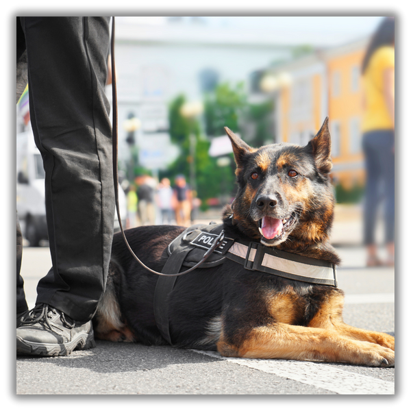 Enhancing Safety with K9 Narcotics Detection 3.png