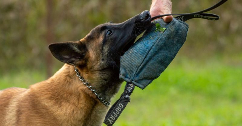 Dog sniffs drug bag