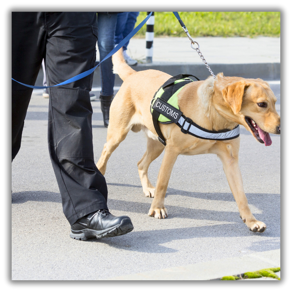Guard dog walking in the street