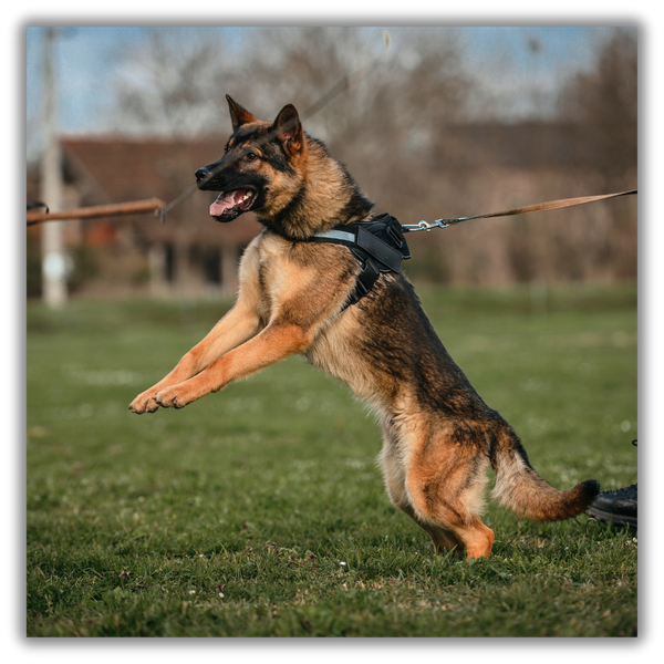 The Future of K9 Detection Services in Security 4.png