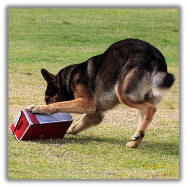 drug dog takes down lunchbox