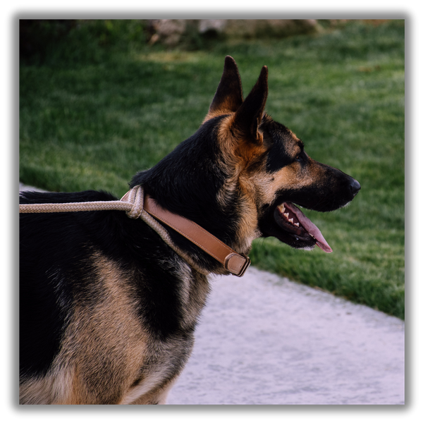 Dog on a leash Dog on a leash