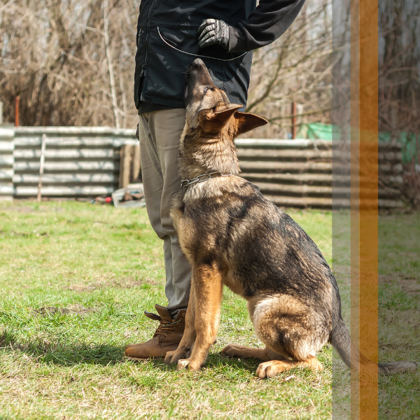 K9 Detection Services Washington D.C1.png
