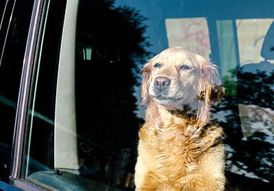 dog looking out car window