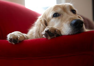 dog on chair