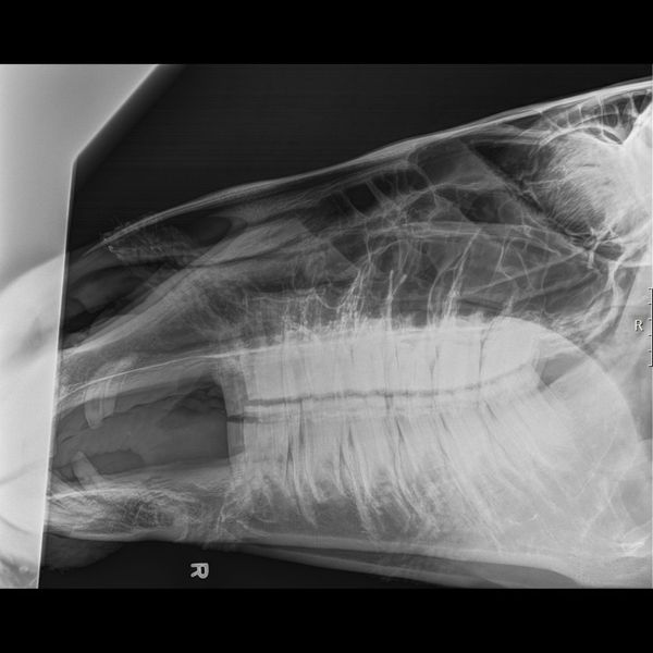 Advanced Diagnostics X-Ray vs. Ultrasound 3.jpg