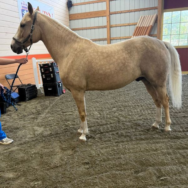 Understanding the Equine Lameness Scale 3.jpg