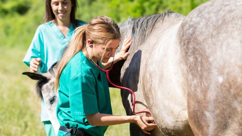 Bringing Veterinary Expertise Directly to Your Farm Hero.jpg