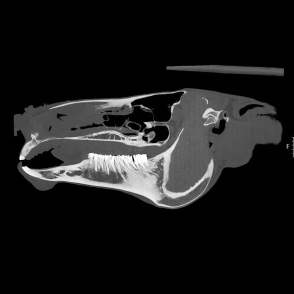 Advanced Diagnostics X-Ray vs. Ultrasound 2.jpg