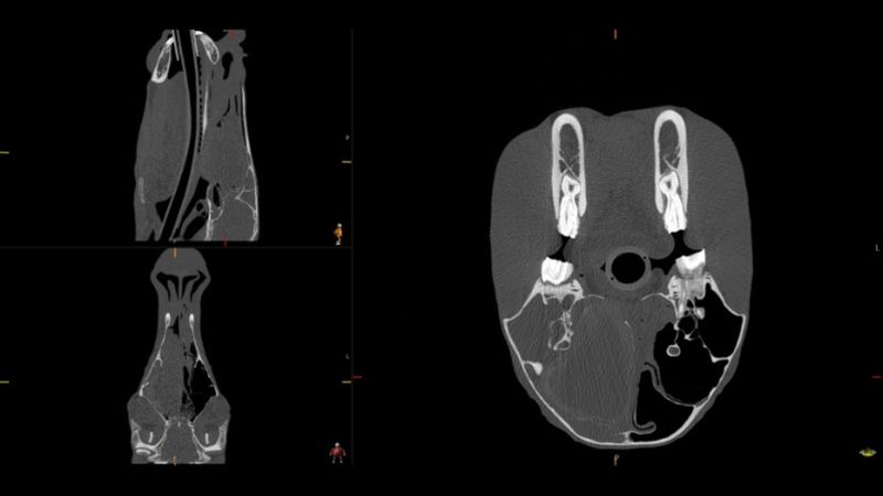 Advanced Diagnostics X-Ray vs. Ultrasound header.jpg