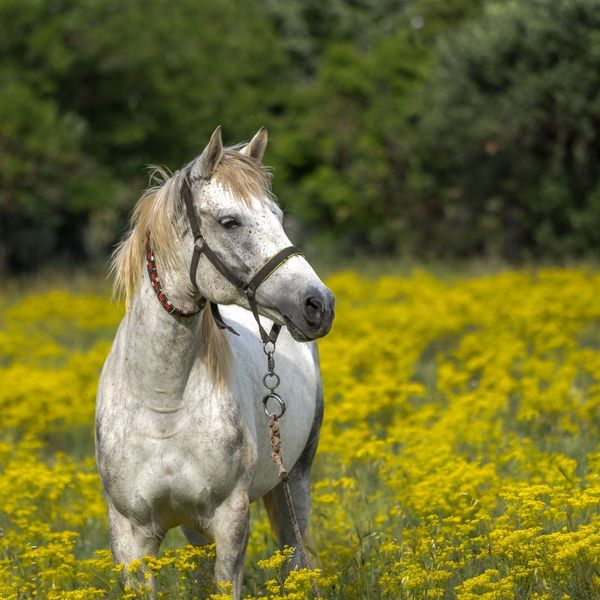 a horse in a field of flowers Seasonal Vaccination Guide for Horses (2).jpg