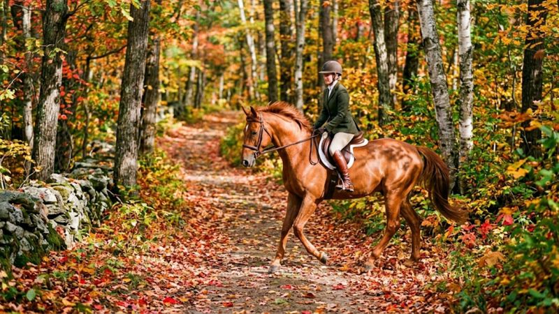 Equine Lameness Causes HERO.jpg