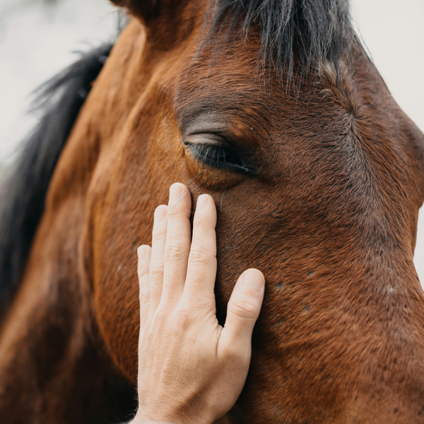 A New Approach to Large Animal Medicine4.png