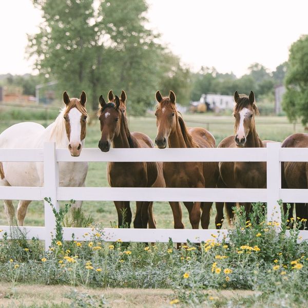 a herd of horses at a fence Bringing Veterinary Expertise Directly to Your Farm (4).jpg
