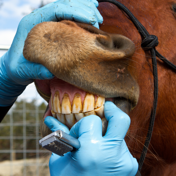The Importance of Routine Checkups With a New Hampshire Horse Vet3.png