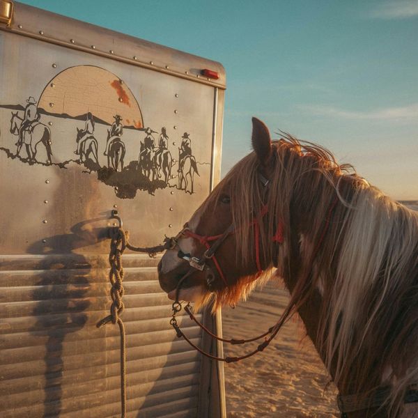 a horse tied to a trailer Bringing Veterinary Expertise Directly to Your Farm.jpg