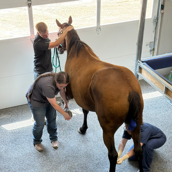 How to Choose The Right Surgeon for Your Horse's Needs - 4.png