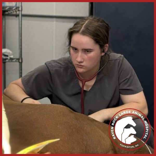 Veterinary Technician with a horse Veterinary Technician with a horse