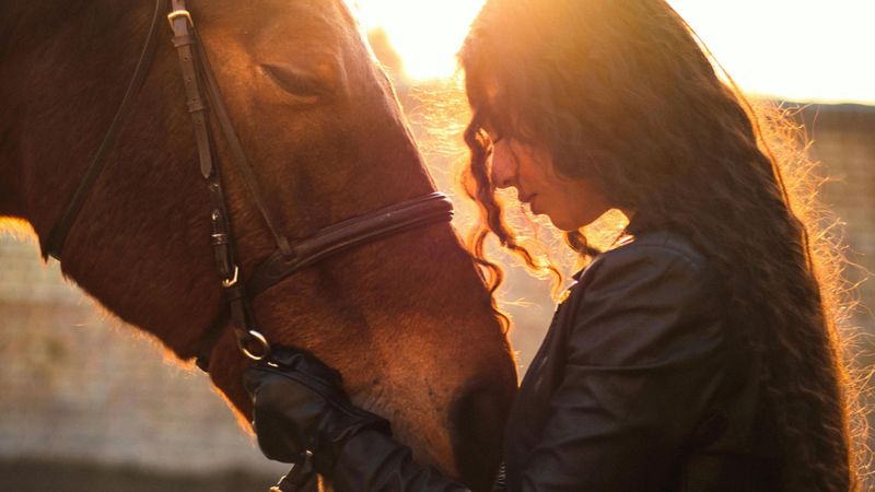 How to Choose The Right Surgeon for Your Horse's Needs - Hero.jpg