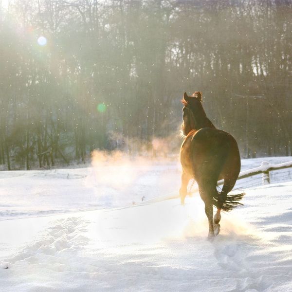 a horse walking in snow Seasonal Vaccination Guide for Horses (3).jpg