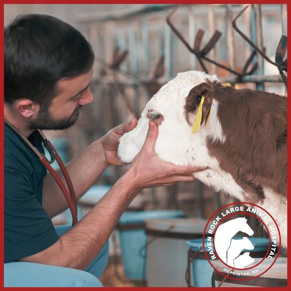 a vet working on a baby cow careers 3.jpg