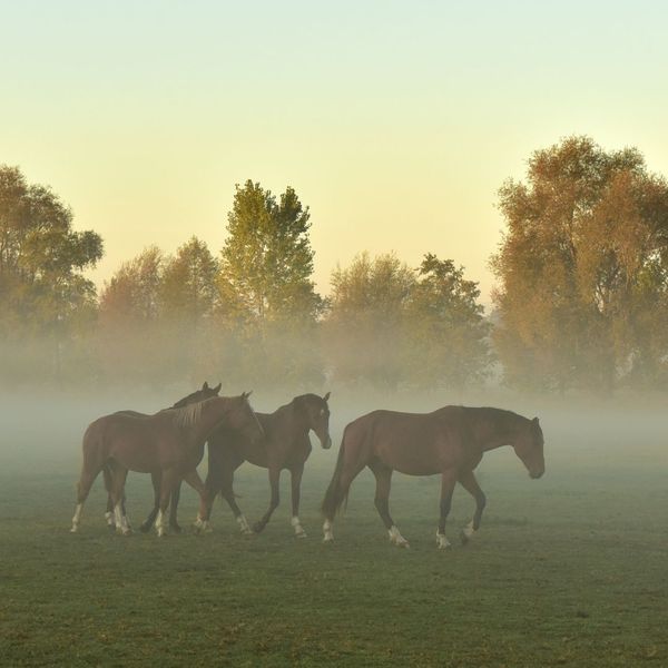 horses in a pasture Bringing Veterinary Expertise Directly to Your Farm (3).jpg