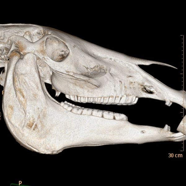 Advanced Diagnostics X-Ray vs. Ultrasound 1.jpg