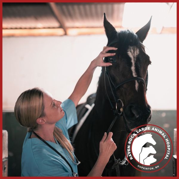 a vet working on a horse careers 2.jpg