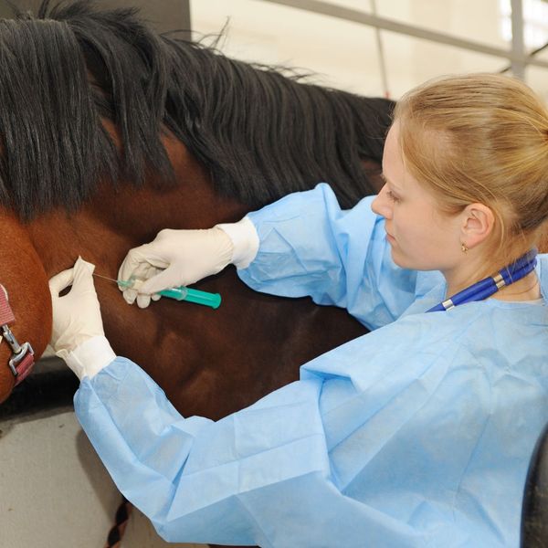 a horse getting a vaccine Seasonal Vaccination Guide for Horses.jpg