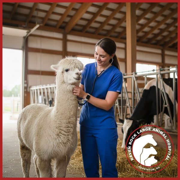 A medium shot inside a well-lit barn showing a veterinarian checking the vitals of a dairy cow or alpaca, highlighting the variety of large animals served in Massachusetts.